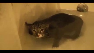 Кот мяукает под водой