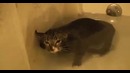 Кот мяукает под водой