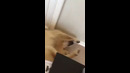Golden Retriever Falls Chasing Tail #shorts
