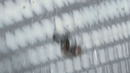 Канг — это потомок новой Черной Пантеры, Шури? Трейлер Черная Пантера: Ваканда Навсегда (2022) Нэмор
