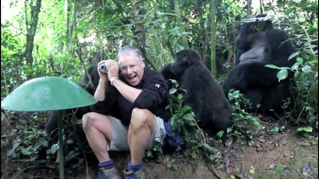 Турист встретил семейство горилл