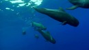 Фантастические подводные съемки