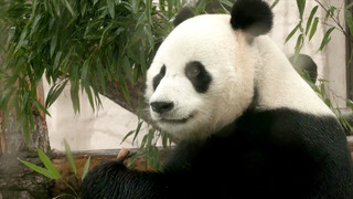 Больших панд в Московском зоопарке поздравили с Днём бамбуковых мишек