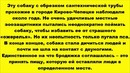 Cобака год носила на шее обрезок трубы