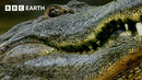 Alligator Courtship | Natural World: Florida – America’s Animal Paradise | BBC Earth