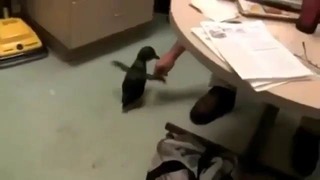 Пингвиненок боится щекоток