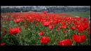 Жемчужина Востока – Татьяна Океан