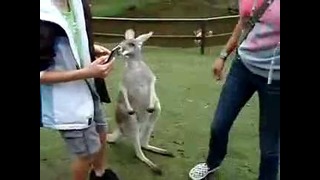 Злой кенгуру