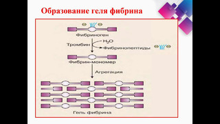 СВЁРТЫВАЮЩАЯ СИСTЕМА КРОВИ