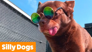 Adorable Silly Dogs | Funny Pet Videos