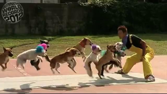 Мировой рекорд – Собаки прыгают