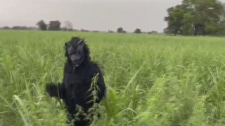 Индийский фермер переодевается в медведя, чтобы отпугивать обезьян