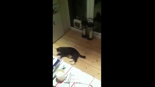 Кошак испугался мышки