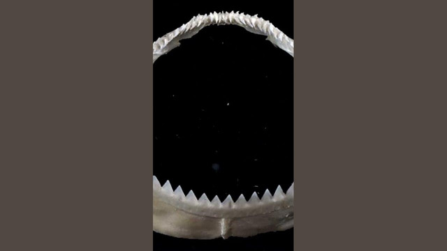 Сколько рядов зубов у акулы