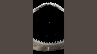 Сколько рядов зубов у акулы