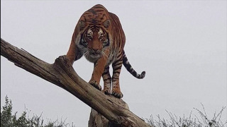 В ЮАР усыпили сбежавшего тигра