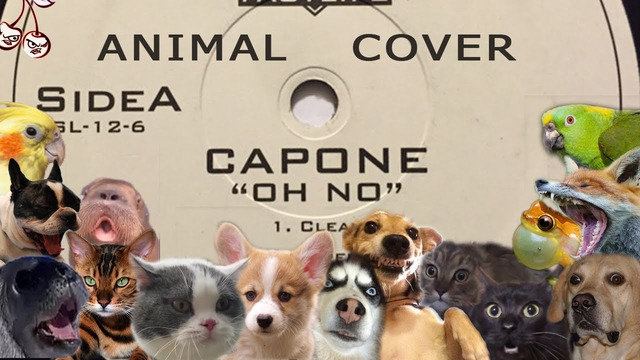 Capone – Oh No! (Animal Cover)