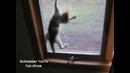 Кошачий паркур
