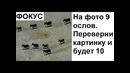 Лютые приколы. САМЫЙ Лютый фокус. Переверни картинку и будет 10 ослов