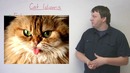 Cat Idioms in English
