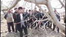 Олмага баҳорги шакл бериш амалиёти