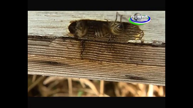 О пчеловодстве (телесюжет с пасеки пчеловода проекта ПМГ ГЭФ в Узбекистане)