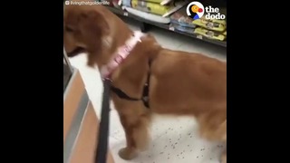Собака отказывается уходить из магазина
