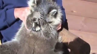 Боже, храни енотов! Raccoons Compilation