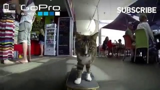 Кот катается на скейте
