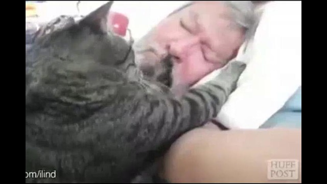 Кошки вместо будильника по утрам