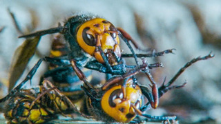 Giant Hornets Massacre Yellow Hornets | Buddha Bees and The Giant Hornet Queen | BBC Earth