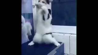 Танец кота под арабскую музыку