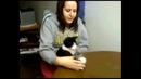 Милые котики