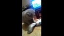 Кот тырит сигареты