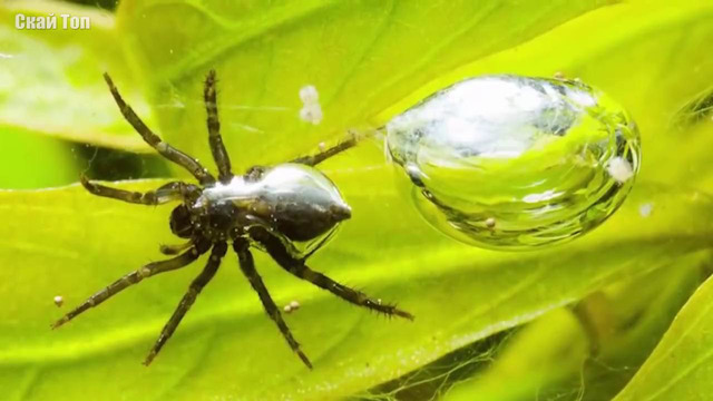 Самые странные и необычные пауки