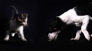 Kittens vs Puppies In Slow Motion | BBC Earth
