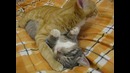 Кошачья любовь