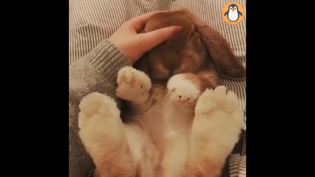 4 Bunny Lovers, Funny and Cute Bunnies Videos Compilation