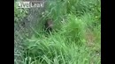 Маленький поросенок против собаки