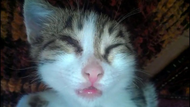 Мой котенок спит-как алкаш. xdd