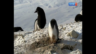 BBC: Знакомьтесь: пингвины