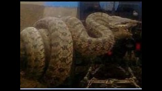 Гигантская змея на Кавказе