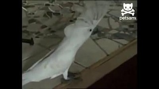 Попугай научился лаять