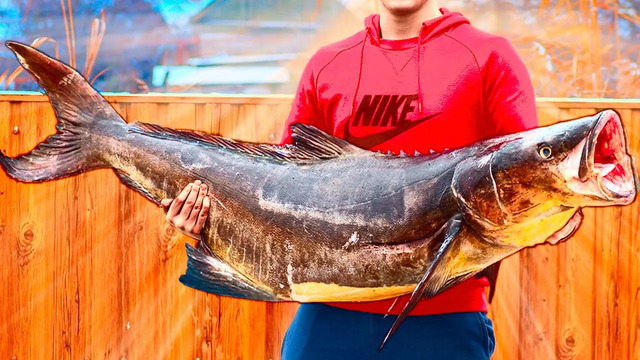 Приготовили огромную рыбу кобия весом 35 килограмм