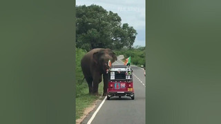 Yes, officer. That elephant right there