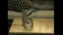 Самые смешные коты