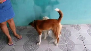 Супер удар. Собака vs собака