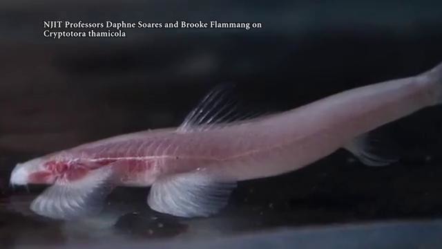 Ученые открыли новый вид рыб, умеющих «ходить». Видео