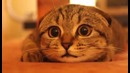 Кот смотрит Ужастики