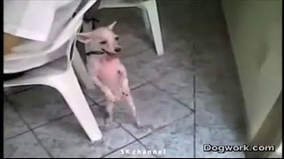 Собачка танцует